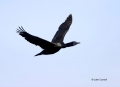 Cormorant;Flight;Brandts-Cormorant;California;Phalacrocorax-penicillatus;Flying-